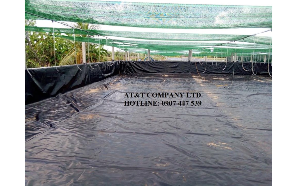 Nu&ocirc;i t&ocirc;m trong bể xi măng l&oacute;t bạt HDPE